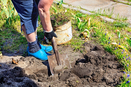 晴朗的春日农夫用铲子挖土清除花园里的杂草农夫用铲子在花园里的土壤上进行季节春工作一种园艺床图片