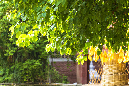 公园花绿叶Pho波背景在森林树上是代表佛教的一片叶子在泰国北部清迈的渡道寺是佛位于清迈象征图片
