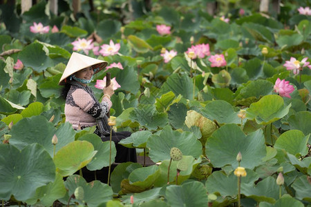 植物学职业越南人在大湖ThapMuiodongthap省vietnam文化和生活概念的大湖上用传统木船铺垫越南人的土地亚洲图片