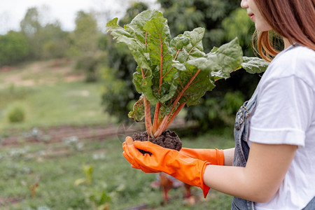 生活花动女园艺人概念一名年轻的女园艺员用两只手将植物放在健康的保护之下从蔬菜床上拔除后予以保持健康图片