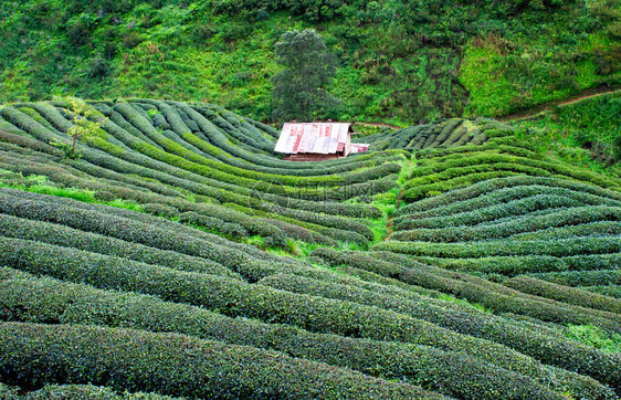 户外农场文化在泰国北部的方清迈旅游景点Angkhang山下着雨风景美丽的茶叶种植2千人TeaPlanation20图片