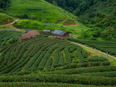 有机的在泰国北部方清迈旅游景点Angkhang山下着雨风景美丽的茶叶种植2千人TeaPlanation20爬坡道下雨图片