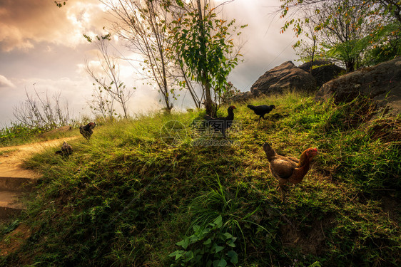 花园泰国PhuthabunPhuThapBuek公园自然轨上的山脉绿草棕色鸡肉绿公图片