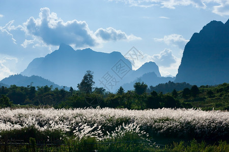 草地白色的蓝山风雨和花田盛开北老挝农村景色蓬勃歌曲图片