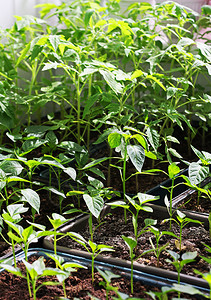 植物学幼苗绿色青春胡椒和西红柿的发芽图片