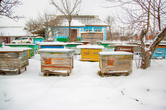 黄色的蜜蜂在阳光明媚的日子里在积雪覆盖的冬季花园中特写蜂箱雪堆图片