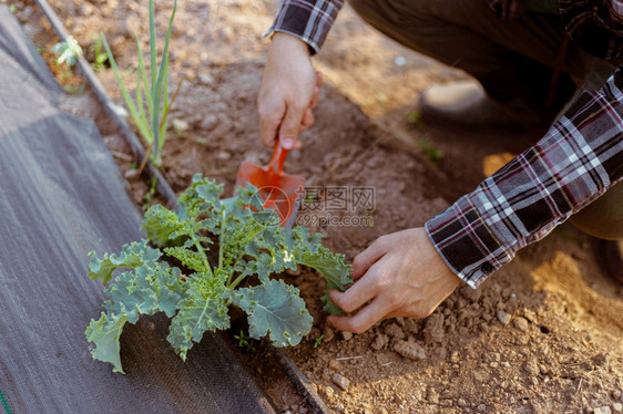 行业抓住大约园艺概念一个年轻的男园丁通过铲打植物周围的土壤来照顾一个菜种图片