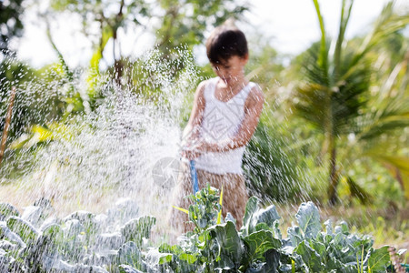 湿的夏天屋在日落农场或后院园艺概念中便衣男孩关心植物从水浇的橡皮软管里给绿蔬菜浇水图片