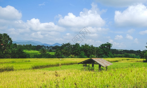 泰国南黄绿稻田的旧小屋栽培郁葱草地图片