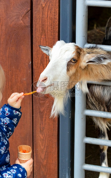 笼畜栏动物一个小女孩喂养他把舌头伸出来吊着他的脖子从摊上拉起来吃她手上的胡萝卜垂直形象一个小女孩的手喂养一个小胡子的孩图片
