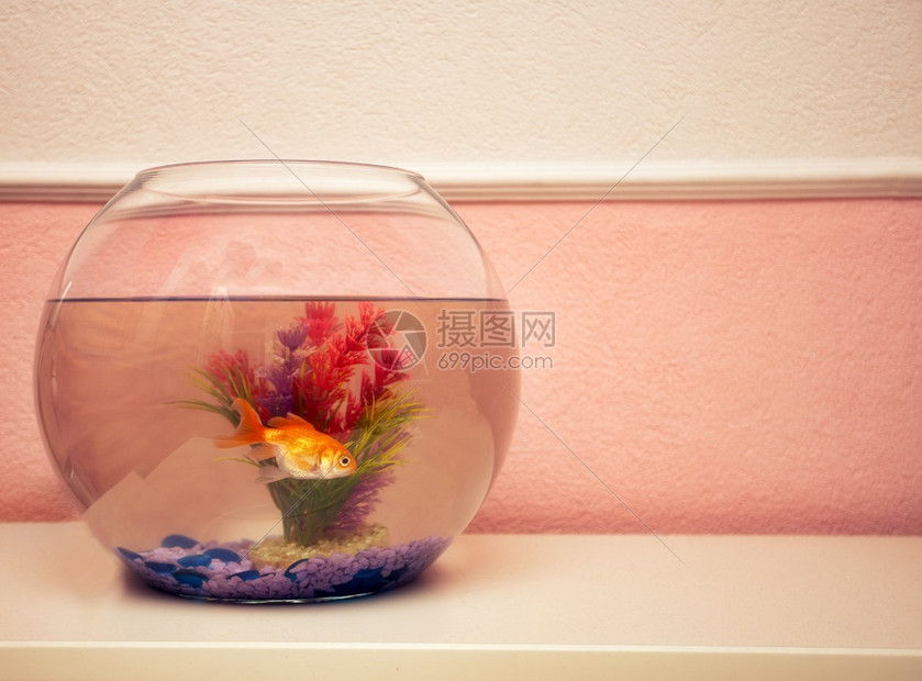 漂浮的生活单身靠近粉红色墙壁的女孩房间里有一条可爱金鱼的水族馆复古现代室内宠物关闭了靠近粉色墙壁的女孩房间里有一条可爱金鱼的水族图片