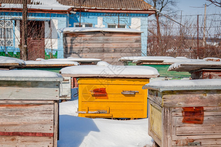 绿色在阳光明媚的日子里在有雪覆盖的冬季花园中特写一组蜂箱在阳光明媚的日子里为冬天准备蜂箱场地团体图片