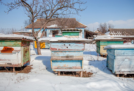 在阳光明媚的日子里在有雪覆盖的冬季花园中特写一组蜂箱在阳光明媚的日子里为冬天准备蜂箱麻疹休眠健康图片