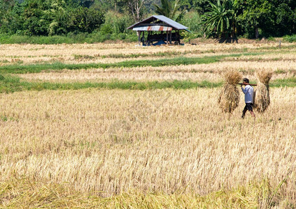 种族的收成阳台在割季节当地农民在泰国北部高山谷附近从稻田中背着一捆大米这些来自水稻田图片