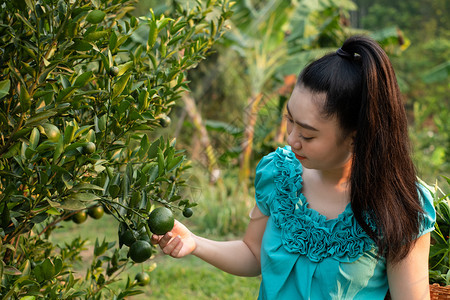 在花园幸福和健康生活方式概念中微笑和采摘泰国蜂蜜橘子橙的亚洲年轻女园艺青妇果美丽的肖像图片