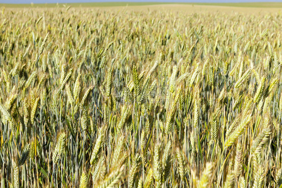 照片在夏季小麦种植场与一片田地接壤时紧闭了一小块田地该位于夏季小麦种植场庄稼草采取图片