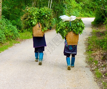 越南老蔡北山SapaChapa附近的CatcatHmong村景观苗族收成图片