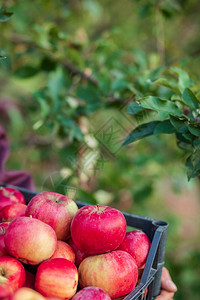 甜的篮子里有机红苹果花园里的一棵树下背景模糊中午阳光结束时在花园里收获苹果篮子的有机红苹果在正午阳光的尽头多汁红色图片