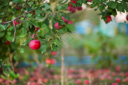 种植者篮子里的有机红苹果花园里的一棵树下背景模糊中午阳光结束时在花园里收获苹果篮子的有机红苹果在正午阳光的尽头健康园艺家图片