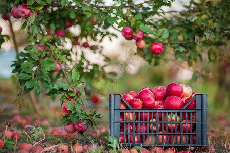 草结尾满的篮子里有机红苹果花园里的一棵树下背景模糊中午阳光结束时在花园里收获苹果篮子的有机红苹果在正午阳光的尽头图片