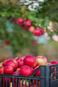 篮子里的有机红苹果花园里的一棵树下背景模糊中午阳光结束时在花园里收获苹果篮子的有机红苹果在正午阳光的尽头夏天红色果实图片