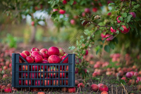 健康篮子里的有机红苹果花园里的一棵树下背景模糊中午阳光结束时在花园里收获苹果篮子的有机红苹果在正午阳光的尽头自然馅饼图片