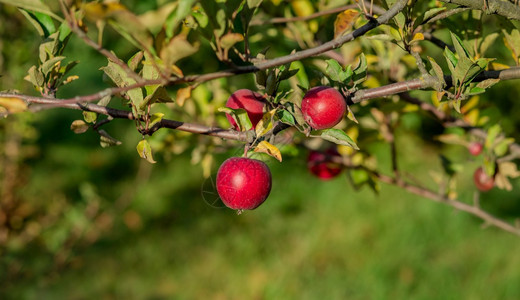 束篮子里的有机红苹果花园里的一棵树下背景模糊正午阳光尽头在花园里收获苹果篮子里的有机红苹果背景模糊农场村图片