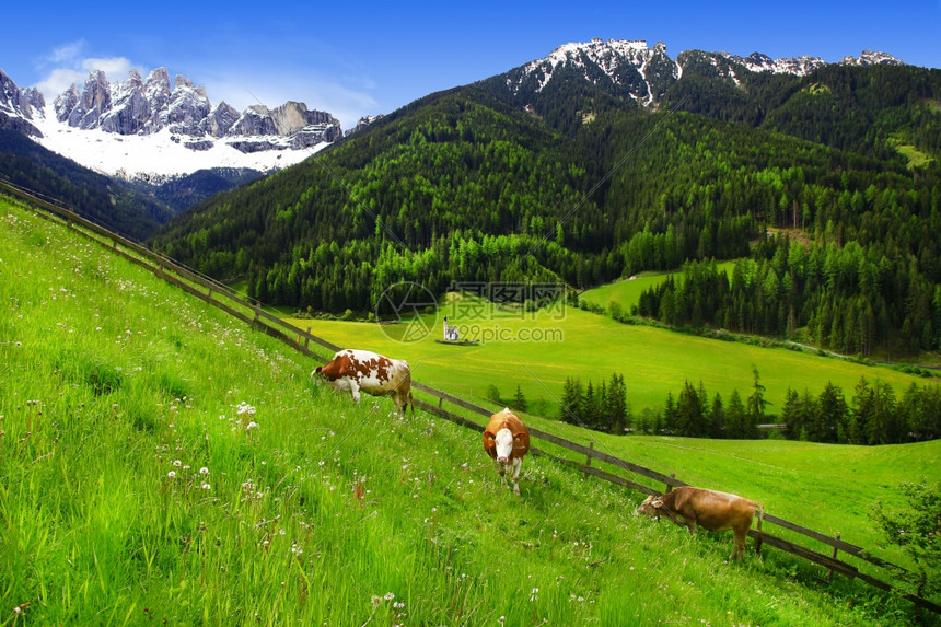 多洛米亚阿尔卑斯的绿地色牧场上有小村庄和奶牛意大利北部的ValdiFunes美丽草原自然图片