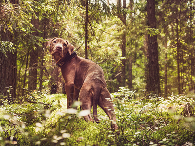 在一片美丽宁静的森林中绿树背景上甜的巧克力颜色清晰阳光明媚的一天近距离户外护理概念教育服从训练养宠物在美丽安静的森林里小狗动物荒图片