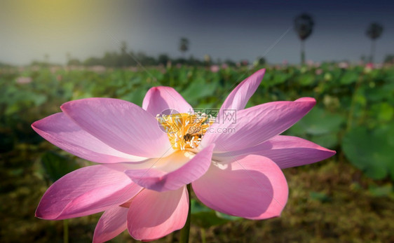 宽的动物夏季清晨一只蜜蜂在热带湖中收集粉红色莲花朵粉的以全盛开的广角拍摄着明亮美丽的粉红色莲花瓣植物图片