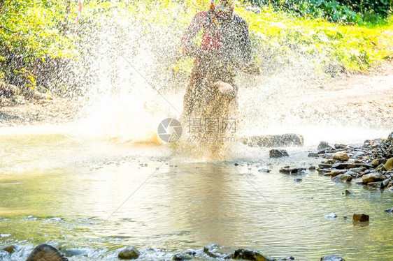 车轮什么时候团结夏天阳光明媚的一许多喷水雾隐藏了运动员的内特鲁当他克服森林溪流时从夏季阳光之林的摩托车喷出图片