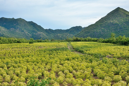 森林阳光戒指Cassava种植园在泰国有山地背景在泰国也有山地图片