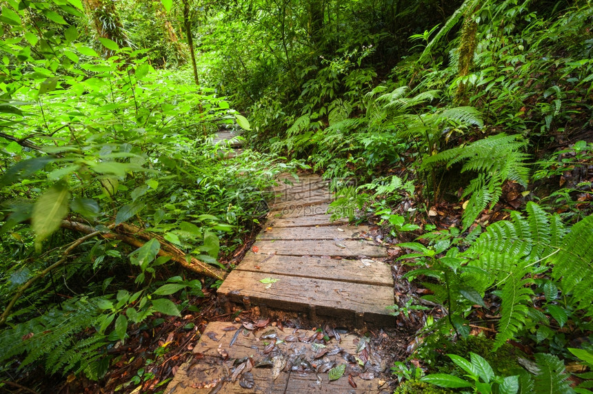 自然苔藓穿越热带雨林深丛地貌的线索在泰国DoiInthanon公园旅行的背景情况泰国惊人的图片