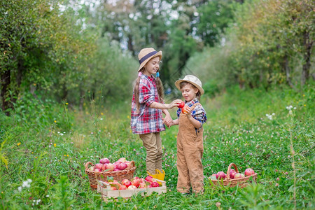 花园里手拿红苹果的兄妹画像一个男孩和女参与秋收苹果花园里手拿红苹果的兄妹画像新鲜一种成熟图片