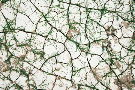 沙漠以深裂的干土为背景有旱土壤和深裂的背景并有长生草环境概念全球变暖的影响干旱气候变化以及草芽的地球四分之一生长图片