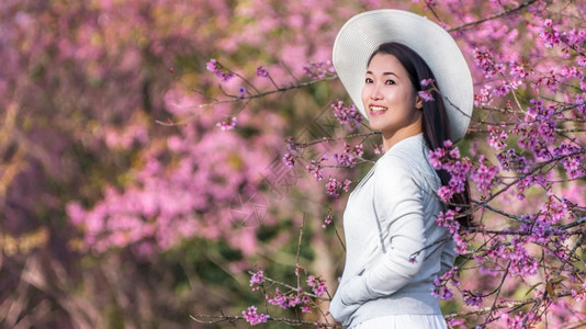 愉快年轻的喜马拉雅山樱花节快乐的女旅行者在Sukura节中放松在泰国樱花美丽女子Loei的Phulololom美山上也叫saku背景图片