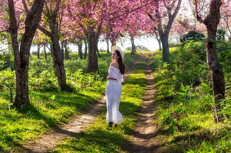 女花的喜马拉雅山樱花节快乐的女旅行者在Sukura节中放松在泰国樱花美丽女子Loei的Phulololom美山上也叫sakura图片