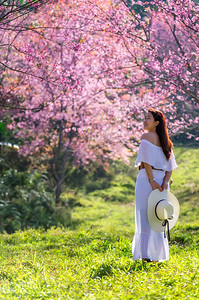 树分支喜马拉雅山樱花节快乐的女旅行者在Sukura节中放松在泰国樱花美丽女子Loei的Phulololom美山上也叫sakura背景图片