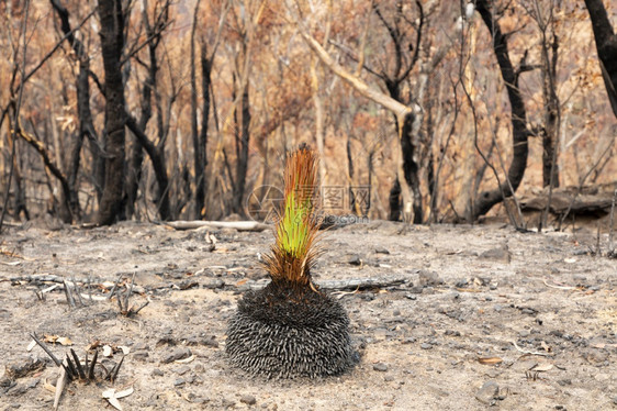 环境纤维素在蓝山一林火灾后在严重烧毁的Eucalyptus树丛中有一个绿色植物新的图片