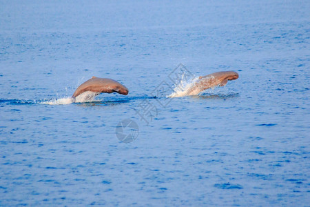 带齿的美丽来自泰国海豚从湾中跳出豚是哺乳动物生活在大淡水和豚的两处喜欢一起生活夏天图片