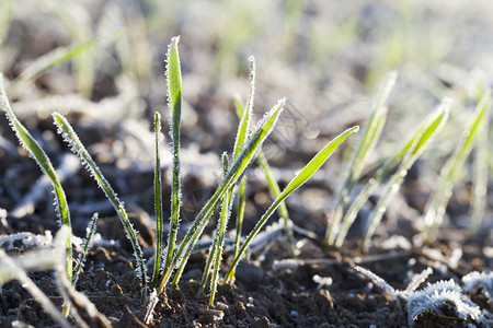 冬季小麦品种在阳光的冰晶中被白遮盖以浅的野外小麦苗芽幼为主紧闭近身田地深处是年轻的小麦苗芽幼霜粮食病菌图片