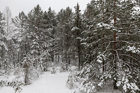 冬季雪在下后出现冬季的雪流在天飘动季漂移荒野北极图片