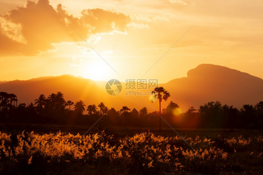 澳大利亚旅行玫瑰日落草地和山丘的花朵田地在背景中是花香概念图片