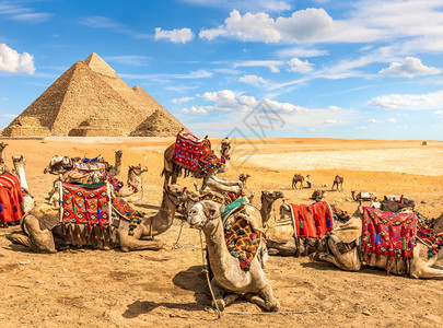 景观好奇骆驼及其在埃开罗金字塔附近放牧的群骆驼和牛废墟热图片