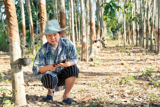 工业的行热带亚洲聪明的女农民工在橡胶树种植园中快乐天然胶片上挂着橡树是泰国智能农耕者橡胶树种植园为工业以白奶色收割天然橡胶的农业图片
