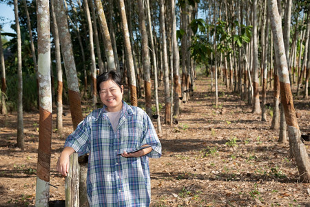 排快乐的收获亚洲聪明女农民工在橡胶树种植园中快乐天然胶片上挂着橡树是泰国智能农耕者橡胶树种植园为工业以白奶色收割天然橡胶的农业生图片