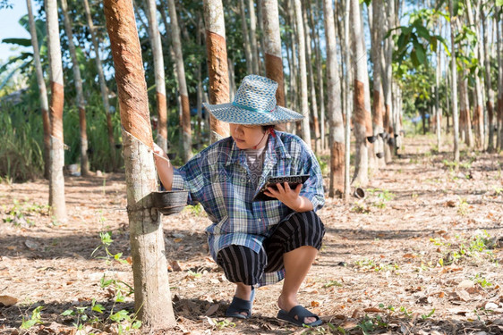 乳胶快乐的亚洲聪明女农民工在橡胶树种植园中快乐天然胶片上挂着橡树是泰国智能农耕者橡胶树种植园为工业以白奶色收割天然橡胶的农业生化图片