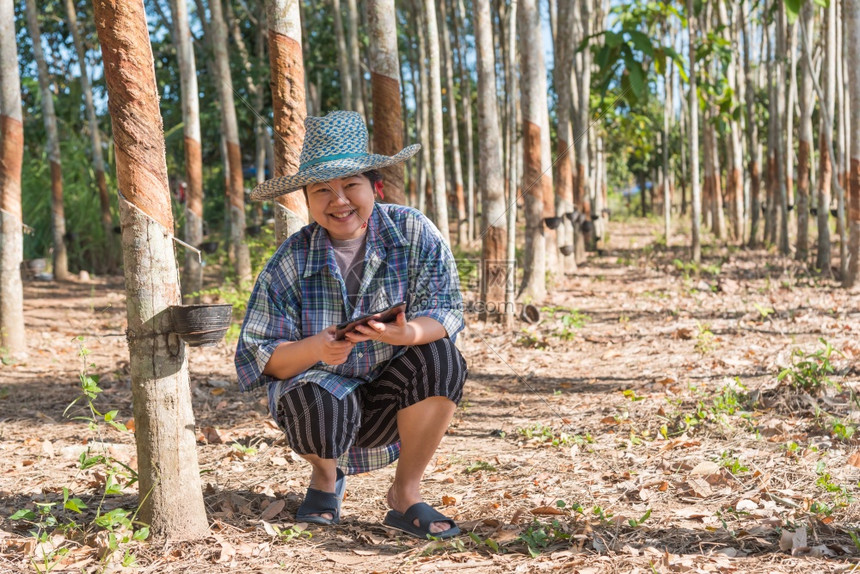 亚洲聪明的女农民工在橡胶树种植园中快乐天然胶片上挂着橡树是泰国智能农耕者橡胶树种植园为工业以白奶色收割天然橡胶的农业生化天然橡胶图片
