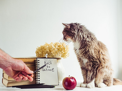 大学九月迷人灰色毛小猫花束朵古老的书本铅笔红苹果和一张纸条上面写着手字刻在白色的木制桌子上欢迎来到Charming毛绒小猫和古旧图片
