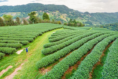 在清莱省道梅萨隆山区的绿色茶叶种植场风景美丽的自然观中参加绿茶种植园旅游女客是泰国北部著名的旅游胜地TevenWorld户外快乐图片